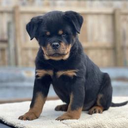 Rottweilers from Vom Haus Bulnes