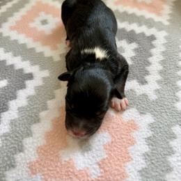 Violet - Black tri-color female Australian Shepherd puppy in Clover, South Carolina from Jo’s Aussies