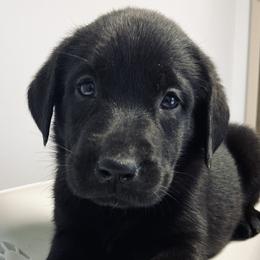 Labrador Retriever Puppies from The Homestead at Little Creek