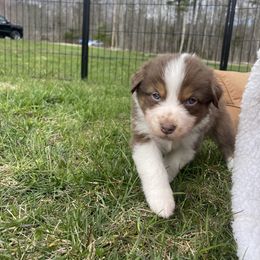 Australian Shepherd Puppies from Quiet Cove Kennels