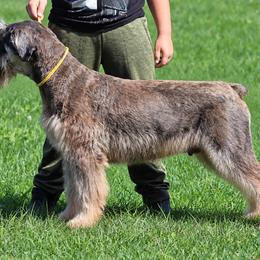 Vako - Giant Schnauzer