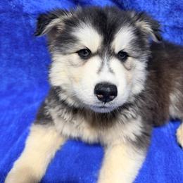 AKC King - Black and white male Siberian Husky puppy in Centreville, Maryland from Huskies By the Bay