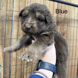 Blue DL - Bi-color male German Shepherd puppy in Terra Alta, West Virginia from Shepherd Country Farm and Kennels