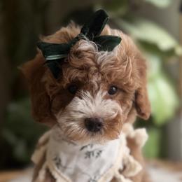 Maisie - Red female Cavapoo puppy in Platteville, Wisconsin from French Creek Doodles