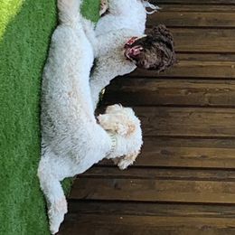 Goldendoodles and Poodles from Alvy's Poodles and Doodles
