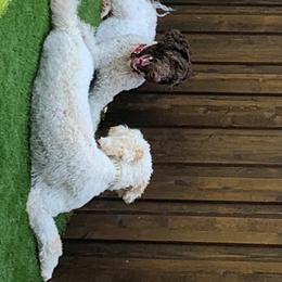 Goldendoodles and Poodles from Alvy's Poodles and Doodles