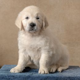 Lily- Orange Collar - Light golden female Golden Retriever puppy in Germantown, Ohio from Doodle Patch Farm