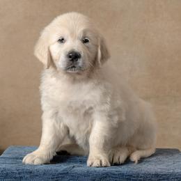 Lily- Orange Collar - Light golden female Golden Retriever puppy in Germantown, Ohio from Doodle Patch Farm