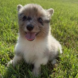 Full fluffy Bob - Blue merle and white male American Corgi puppy in Decatur, Texas from Bar S Corgis