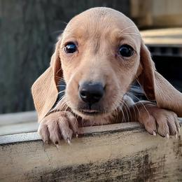 Dachshund Puppies from Valhallah Farms