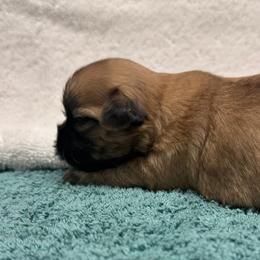 Girl 1 - Brindle female Shih Tzu puppy in Mobile, Alabama from FluffyTail Shih Tzu