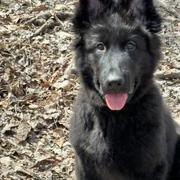 German Shepherd Puppies from Fancy GSDs