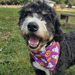 Bernedoodles from Forever Grateful Farm