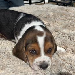 Ace - Black white and tan male Beagle puppy in Meridianville, Alabama from Spear Haven Beagles (formerly Spear Lake Beagles)