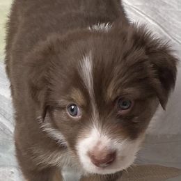 Miniature Australian Shepherd Puppies from Water's Edge Aussies