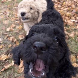 Miss Opal - Black female Goldendoodle puppy in Huntingdon, Tennessee from McCaslin's Doodles