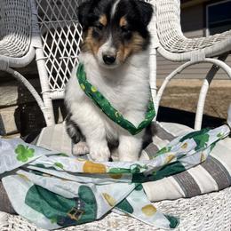 Kayce - Black white and tan male Collie puppy in Park, Kansas from A/K Rough Collies