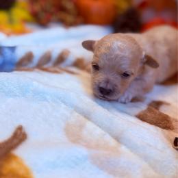 Smokey - Apricot male Maltipoo puppy in Scott, Arkansas from Legacy's Litters