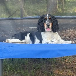 Violet - English Springer Spaniel