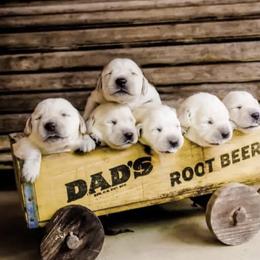Labrador Retrievers from Robin Griffin