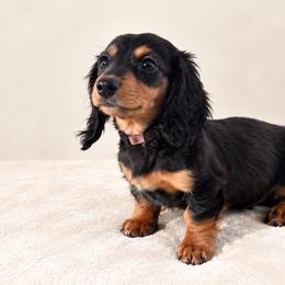 Paloma - Black and tan female Dachshund puppy in Boston, Massachusetts from London’s puppies