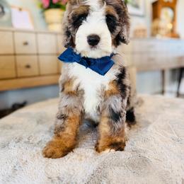 Bo - Merle male Bernedoodle puppy in Port Orange, Florida from Royal doodles of Florida