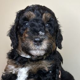 Andy - Tri-color Bernedoodle puppy in Arab, Alabama from ConkleDoodlePoos