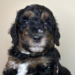 Andy - Tri-color Bernedoodle puppy in Arab, Alabama from ConkleDoodlePoos