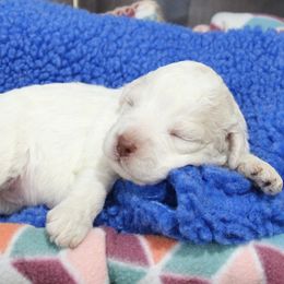 Lagotto Romagnolo puppies from Royal and Loyal Lagotto Romagnolo