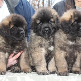 Leonberger Puppies from von Alpensee Leonbergers