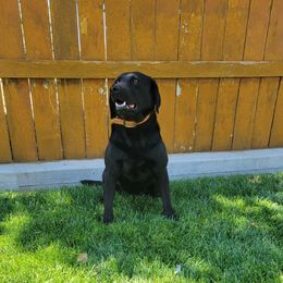 Lilly - Labrador Retriever