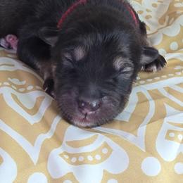 Red - Agouti and white male Alaskan Malamute puppy in Independence, Virginia from New River Valley Malamutes