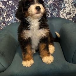 Boy 6 - Tri-color male Bernedoodle puppy in Gilbert, Arizona from Azteddybeardoodles