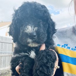 Boy 3 - Black and white Bernedoodle puppy in Oklahoma from Prairie Bernedoodles