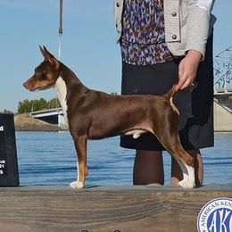 Buddy - Rat Terrier