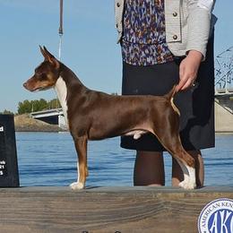 Buddy - Rat Terrier