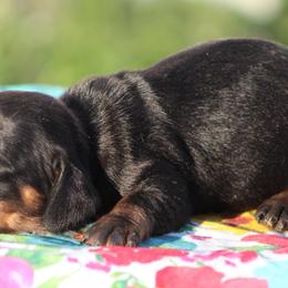 Ki - Black and tan male Dachshund puppy in Greenup, Kentucky from Tygart Creek Dachshunds