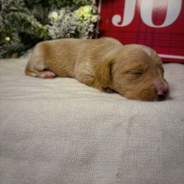Frosty - Cream male Dachshund puppy in Lumber City, Georgia from CarolinaDachshunds