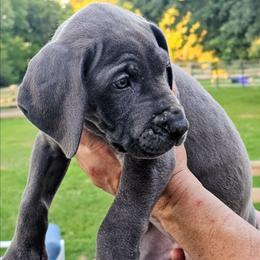 Claire - Blue female Great Dane puppy in Princeton, Indiana from Phantasm Farms