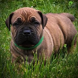 Boy 4 - Brown male Boerboel puppy in Naples, New York from Freedom Boerboels LLC