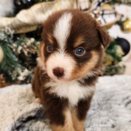 Sophia - Red tri female Miniature Australian Shepherd puppy in Lakeland, Florida from Sunshine Mini Aussies