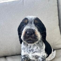 Grey - Tri-Roan male English Springer Spaniel puppy in Lincoln, Texas from LeeCo. Springers