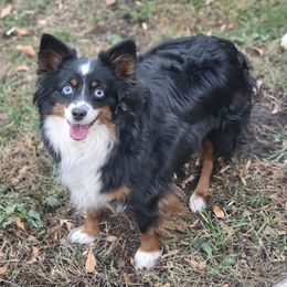 Miniature Australian Shepherds and Toy Australian Shepherds from TWO ACRE HILLS