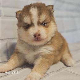 Copper - Red and white male Pomsky puppy in Stover, Missouri from Lx2 County Line Pomskies