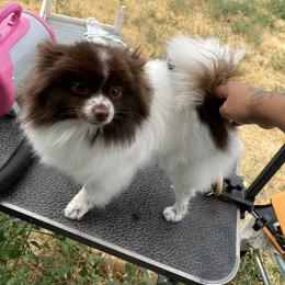 Queen Versace - Chocolate parti female Pomeranian puppy in Wapato, Washington from Ruby’s Pomeranians