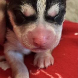 Sugar - Black and white female Siberian Husky puppy in Mechanicsville, Virginia from Shinko Siberians