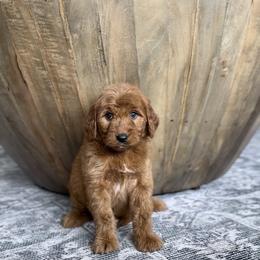 Juliet - Red  female Goldendoodle puppy in St George, Utah from Doodle Bears of Southern Utah