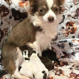Lilac - Chihuahua