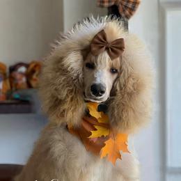 Honei - Goldendoodle