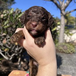 Ember Lace - Brown female Poodle puppy in Corona, California from Garden Of Poodles